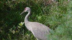 What Are Sandhill Cranes And Why Are They So Important? Instructional Video