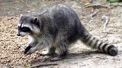 The Iroquois Confederacy: Culture, History, and Legacy Instructional Video