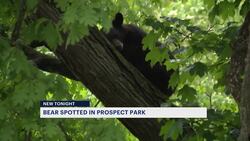 Prospect Park residents flock to North 16th Street for black bear sighting News Clip