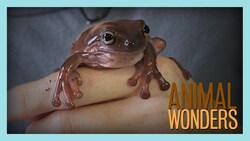 3 Weird Things (some animals can do) Instructional Video