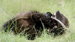 Find Out Why Bears Even Run From the Small, But Fierce, Wolverine Instructional Video