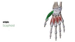 Abductor pollicis brevis muscle Instructional Video