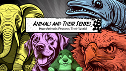 Animals & Their Senses - How Animals Process their World Instructional Video