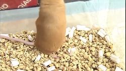 The Birth of Epigenetics: the Agouti Mouse Study Instructional Video