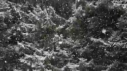 Snow Storm in woodlands -detail - SLOW MOTION Stock Footage