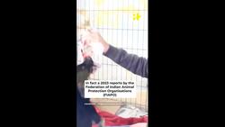 Shocking Fines As Low As ₹10: Law Against Animal Cruelty In India Sparks Outrage News Clip