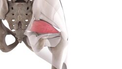 Piriformis muscle (3D) Instructional Video