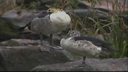 Bird Migration: The Journey for Food and Breeding Instructional Video