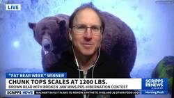 Chunk takes how the Fat Bear Week 2025 crown News Clip