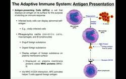 Anatomy - Basics of Antigen Presentation Instructional Video