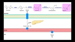 Do Turkey Dinners Really Make You Tired? → HERE'S WHY Instructional Video