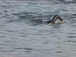 Forces in Fluids: Introduction Instructional Video