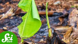 Where Did Last Year's Banana Trees Go? Instructional Video