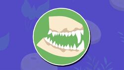 I WONDER - What Sort Of Teeth Did Omnivores Have? Instructional Video