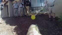 Watch a Komodo Dragon with a GoPro Ace His Target Training Instructional Video