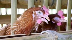 Eggs chicken in the farm Stock Footage