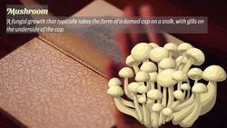 Toadstools vs Mushrooms: Are They Different? Instructional Video