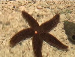 Simple Animals: Understanding Echinoderms Instructional Video