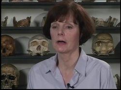 Prehistoric Man Human Evolution Lower Paleolithic - Different Types Of The Homo Genus Instructional Video