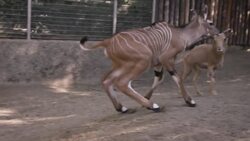 Making New Friends Is Easy For This Giant Eland Calf Instructional Video