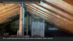 Bat ‘condos’, education used to help species under threat News Clip
