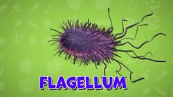 I WONDER - What Does Bacteria Look Like? Instructional Video