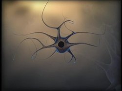 Nervous and Endocrine Systems: Nerve Cells Instructional Video