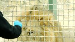 These Kings of the San Antonio Zoo are Incredibly Well-Trained Instructional Video