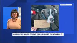 Police seek home for abandoned dog found tied to pole in Cranford News Clip