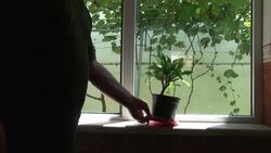 How to Get Yucca to Bloom Instructional Video