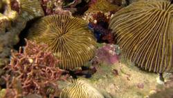 Animal Alphabet: M is for Mandarin Fish Instructional Video