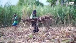 How South African Farmers Harvest & Process Millions of Aloe Vera Leaves Instructional Video
