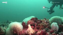 The U.N. Wants To Expand One Of Our Best Carbon Storage Tools News Clip