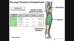 Superficial Posterior Leg Compartment | Origins, Insertions, Etc. Instructional Video