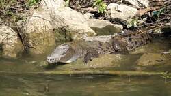 Explore the Wonders of Canyon Sumidero in Chiapas, Mexico Instructional Video