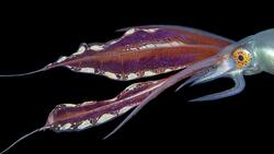 Octopus Species of the World Instructional Video