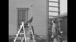 Animal trainer training seal to perform tricks in winter quarters of Hagenbeck-Wallace Circus in Peru, IN News Clip