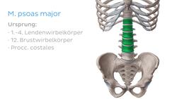 Musculus psoas major Instructional Video