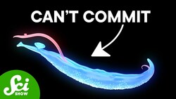 This Parasite Needs To Ruin Three Lives Instructional Video