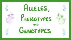 GCSE Biology - DNA Part 2 - Alleles / Dominant / Heterozygous / Phenotypes and more! #64 Instructional Video
