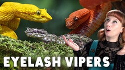 We Thought These Snakes Were All The Same Instructional Video