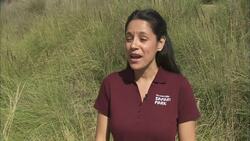 These Elephant Calves Are Trying to Fit In With The Larger Heard! Instructional Video