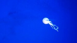 Close-up Jellyfish, Medusa in fish tank with neon light. Stock Footage