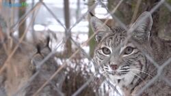 Beautiful Friendship Forms At Minnesota Wildcat Sanctuary Instructional Video