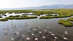 Flock of Flamingos Stock Footage