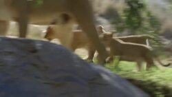 Mom Has Her Paws Full Keeping These Cubs in Line Instructional Video