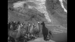 Llamas on mountainside In Peru News Clip