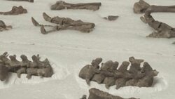 VOICED : Un dinosaurio descubierto en Chile con una cola desconcierta a científicos News Clip