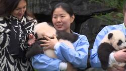 Twin baby pandas make their debut at Belgium zoo Instructional Video