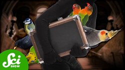The Bizarre Museum Heist to Steal ... Birds Instructional Video